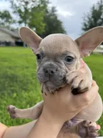 Henry, a male French Bulldog for sale in Victoria, TX – 5 of 7