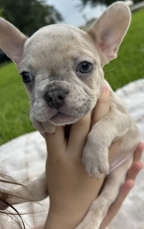 Stella rose  – French Bulldog puppy for sale in Victoria, TX