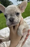 Stella rose , a female French Bulldog for sale in Victoria, TX – 1 of 9