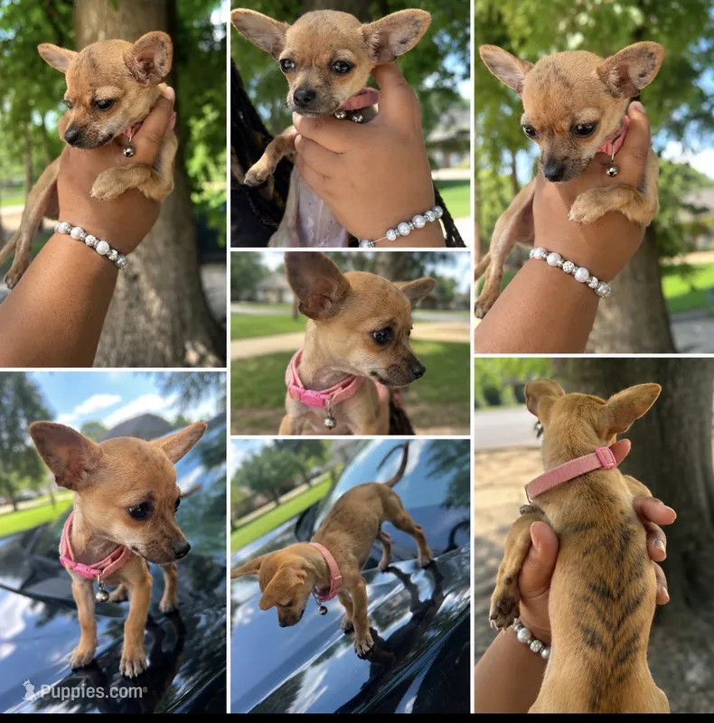 Kelly – Chihuahua puppy for sale in Montgomery, AL