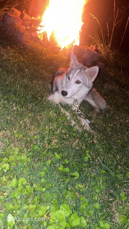 Sapphire  – Siberian Husky, Shikoku puppy for sale in Nashville, TN