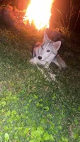 Sapphire , a female Siberian Husky and Shikoku for sale in Nashville, TN – 1 of 7