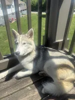 Sapphire , a female Siberian Husky and Shikoku for sale in Nashville, TN – 7 of 7