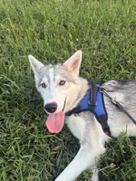 Sapphire , a female Siberian Husky and Shikoku for sale in Nashville, TN – 6 of 7