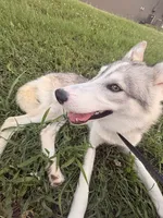 Sapphire , a female Siberian Husky and Shikoku for sale in Nashville, TN – 4 of 7
