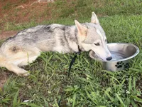 Sapphire , a female Siberian Husky and Shikoku for sale in Nashville, TN – 5 of 7