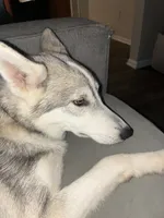 Sapphire , a female Siberian Husky and Shikoku for sale in Nashville, TN – 3 of 7