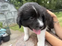 Puppy 6, a male Border Collie and Great Pyrenees for sale in Lexington, TN – 2 of 4