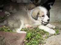 Puppy 9, a female Border Collie and Great Pyrenees for sale in Lexington, TN – 2 of 4