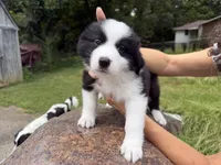 Puppy 5, a male Border Collie and Great Pyrenees for sale in Lexington, TN – 3 of 6