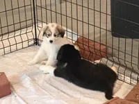 Avalon, a female Border Collie and Great Pyrenees for sale in Lexington, TN – 6 of 6