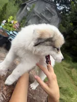 Avalon, a female Border Collie and Great Pyrenees for sale in Lexington, TN – 3 of 6