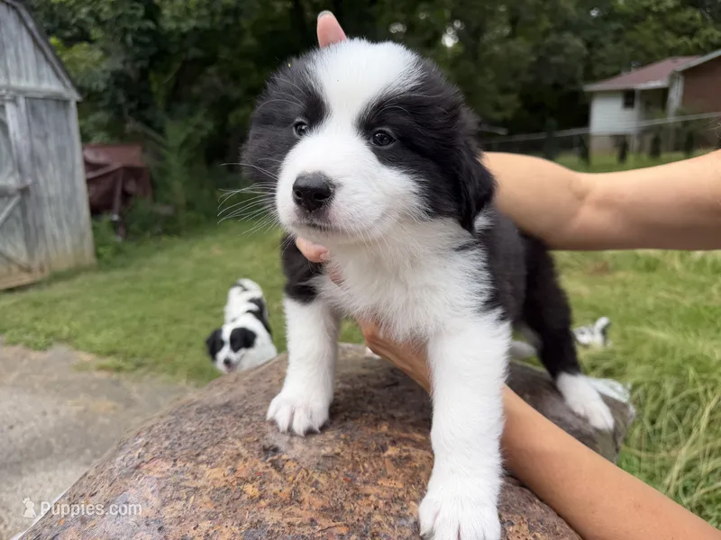 Puppy 5 – Border Collie, Great Pyrenees puppy for sale in Lexington, TN