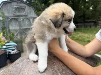 Puppy 8, a male Border Collie and Great Pyrenees for sale in Lexington, TN – 4 of 7
