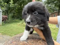 Keeva, a female Border Collie and Great Pyrenees for sale in Lexington, TN – 3 of 7