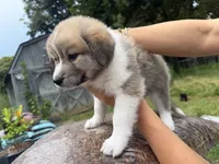 Puppy 3, a female Border Collie and Great Pyrenees for sale in Lexington, TN – 4 of 5