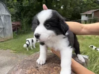 Puppy 5, a male Border Collie and Great Pyrenees for sale in Lexington, TN – 4 of 6