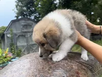 Puppy 3, a female Border Collie and Great Pyrenees for sale in Lexington, TN – 2 of 5