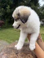 Avalon, a female Border Collie and Great Pyrenees for sale in Lexington, TN – 5 of 6