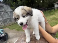 Avalon, a female Border Collie and Great Pyrenees for sale in Lexington, TN – 4 of 6