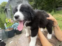 Julius , a male Border Collie and Great Pyrenees for sale in Lexington, TN – 3 of 4