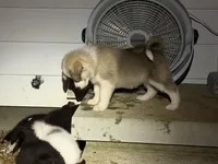Puppy 8, a male Border Collie and Great Pyrenees for sale in Lexington, TN – 5 of 7