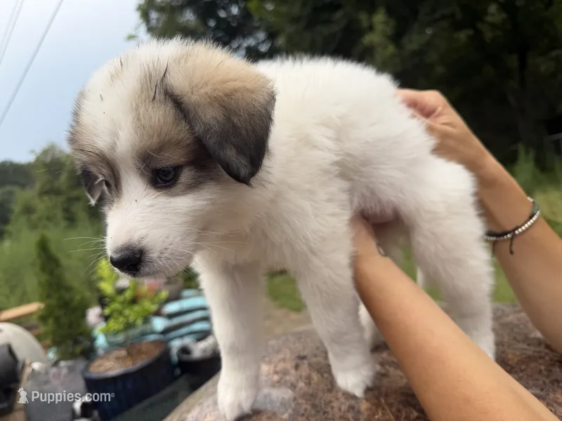 Avalon – Border Collie, Great Pyrenees puppy for sale in Lexington, TN