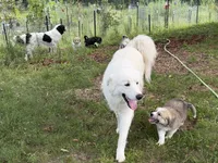Puppy 8, a male Border Collie and Great Pyrenees for sale in Lexington, TN – 7 of 7