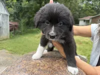 Keeva, a female Border Collie and Great Pyrenees for sale in Lexington, TN – 4 of 7