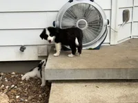 Puppy 5, a male Border Collie and Great Pyrenees for sale in Lexington, TN – 6 of 6
