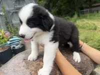 Puppy 5, a male Border Collie and Great Pyrenees for sale in Lexington, TN – 2 of 6