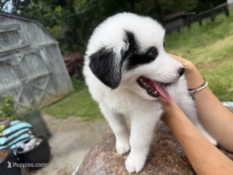 Tonto  – Border Collie, Great Pyrenees puppy for sale in Lexington, TN