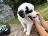 Tonto , a male Border Collie and Great Pyrenees for sale in Lexington, TN – 1 of 4
