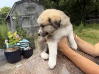 Puppy 8, a male Border Collie and Great Pyrenees for sale in Lexington, TN – 3 of 7
