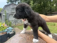 Keeva, a female Border Collie and Great Pyrenees for sale in Lexington, TN – 6 of 7