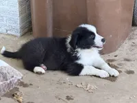 Gordon, a male Border Collie and Great Pyrenees for sale in Lexington, TN – 7 of 7