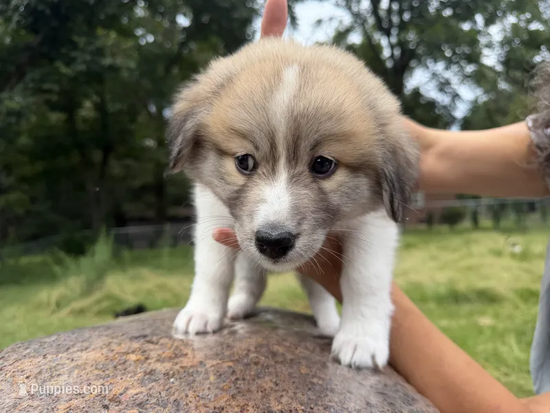 Puppy 3 – Border Collie, Great Pyrenees puppy for sale in Lexington, TN