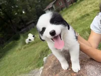 Tonto , a male Border Collie and Great Pyrenees for sale in Lexington, TN – 3 of 4