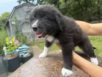 Keeva, a female Border Collie and Great Pyrenees for sale in Lexington, TN – 5 of 7