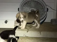 Puppy 8, a male Border Collie and Great Pyrenees for sale in Lexington, TN – 6 of 7