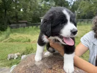 Julius , a male Border Collie and Great Pyrenees for sale in Lexington, TN – 4 of 4