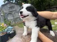 Puppy 5, a male Border Collie and Great Pyrenees for sale in Lexington, TN – 5 of 6