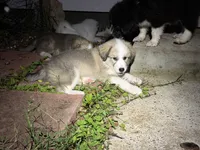 Puppy 9, a female Border Collie and Great Pyrenees for sale in Lexington, TN – 4 of 4