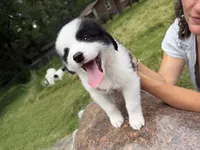 Tonto , a male Border Collie and Great Pyrenees for sale in Lexington, TN – 4 of 4