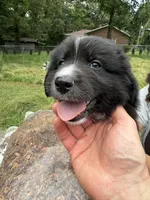 Puppy 6, a male Border Collie and Great Pyrenees for sale in Lexington, TN – 3 of 4