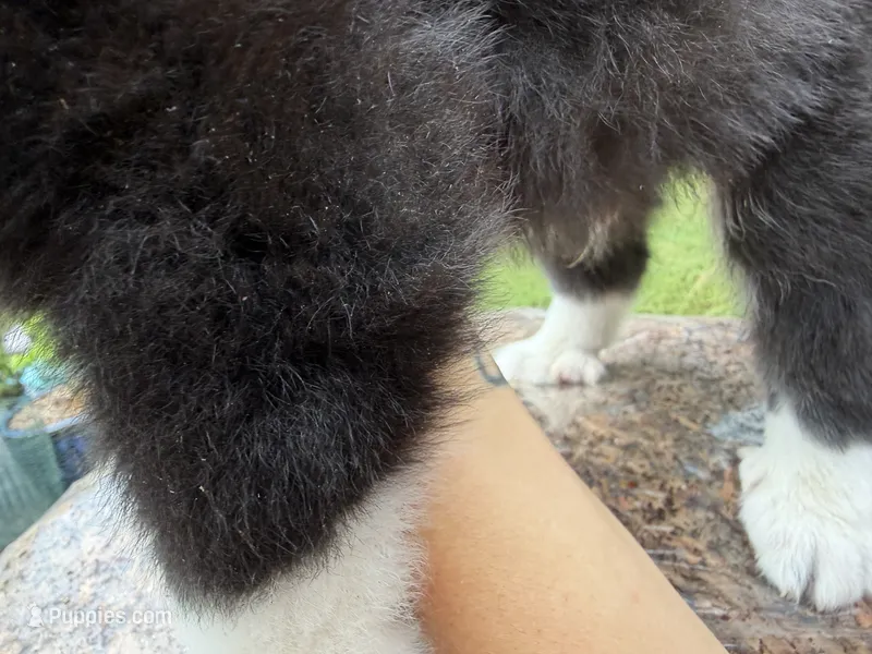 Julius  – Border Collie, Great Pyrenees puppy for sale in Lexington, TN