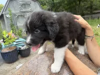 Puppy 4, a male Border Collie and Great Pyrenees for sale in Lexington, TN – 5 of 5