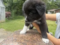 Keeva, a female Border Collie and Great Pyrenees for sale in Lexington, TN – 7 of 7