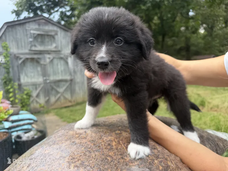 Keeva – Border Collie, Great Pyrenees puppy for sale in Lexington, TN