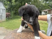 Keeva, a female Border Collie and Great Pyrenees for sale in Lexington, TN – 2 of 7